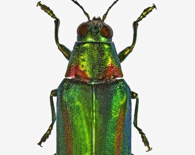 Large Jewel Beetles, Real Dried Beetle Insect Unmounted Chrysochroa