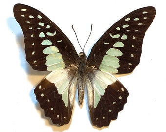 Mariposa Graphium eurypylus "Great Jay" auténtica, disponible para su proyecto, laminada o sin montar.