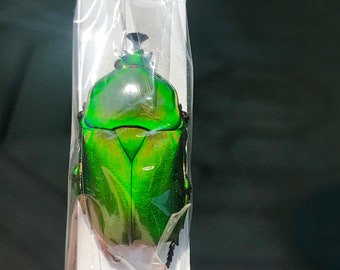 Trigonophorus rothschildi males from Taiwan