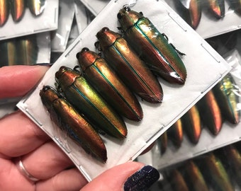 Real Green Jewel Beetles, 5 pack,  Chrysochroa aurora