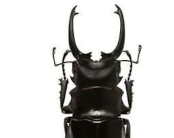 OVERSTOCK:  Stag Beetles, Odontolabis dalmanni, Real Insect