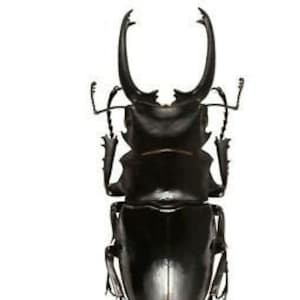 OVERSTOCK:  Stag Beetles, Odontolabis dalmanni, Real Insect