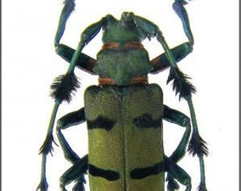 Large Longhorned Beetle Pair, Diastocera wallichi