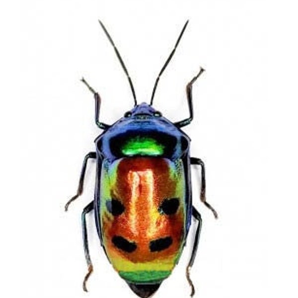 Rainbow Shield Bugs, Calliphara caesar, Real Dried Beetle Insect Unmounted