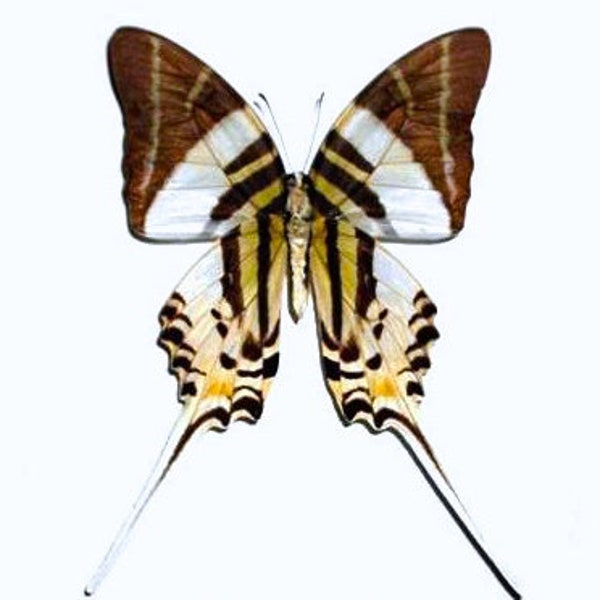 Real Graphium androcles "Giant Swordtail" Butterfly, for your project