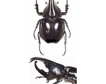 OVERSTOCK: Real Unmounted Giant Beetles, Xylotrupes socrates males