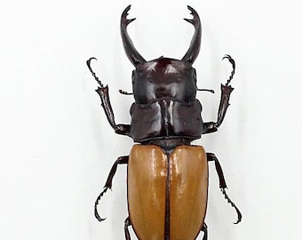 Smaller Stag Beetles, Odontolabis sarasinorum males Real