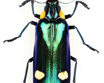 Giant Green Jewel Beetles, Megaloxantha bicolor