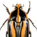 see more listings in the Beetles section