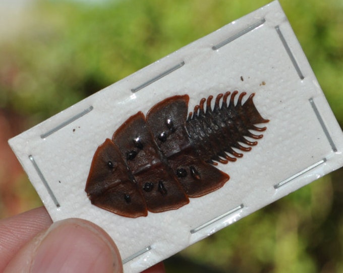 Trilobite Beetles, Platerodrilus Ruficollis, Real Etsy