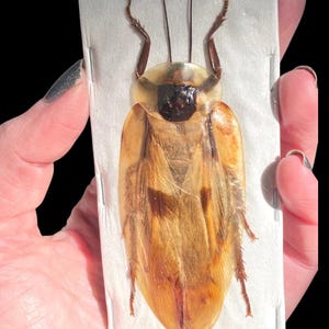 May include: A preserved insect specimen, likely a cockroach, displayed in a clear rectangular case. The insect has a light brown body with darker markings and long antennae. The background is solid black.