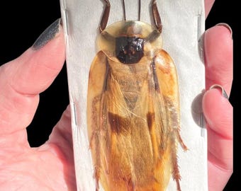 Real Dried Giant Cave Roach, Blaberus giganteus