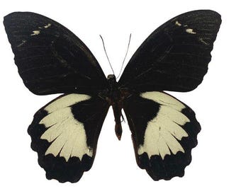 Orchard Swallowtail Butterfly, Papilio aegeus, for your project