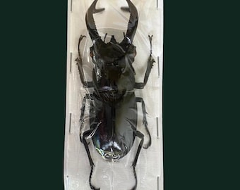 Escarabajos ciervo gigantes, Hexarthrius buqueti machos reales