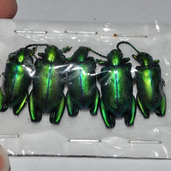 5-Pack Real Green Frog Beetles, Sagra longicollis