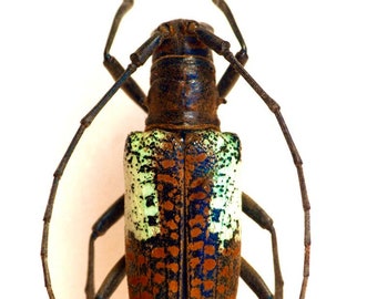 Escarabajo de cuernos largos color óxido y turquesa, Pericycos sulawensis