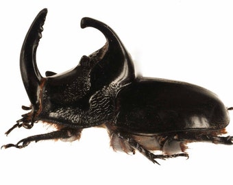 OVERSTOCK: Large Rhino Beetles, Trichogomphus martabani