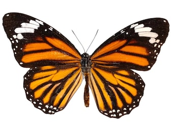 Common "Tiger" Butterfly, for your project, Danaus genutia