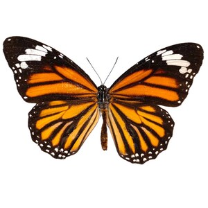 Common Tiger Butterfly, for your project, Danaus genutia image 1