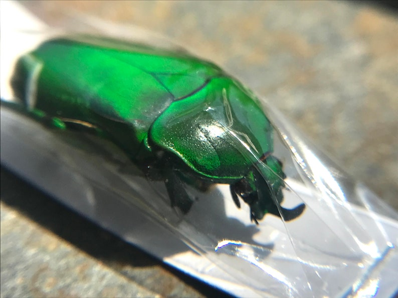 Trigonophorus Rothschildi Males From Taiwan - Etsy