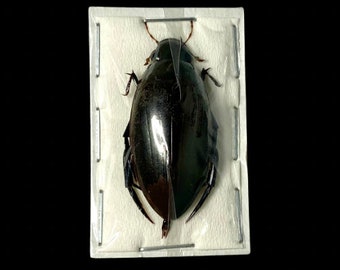 Large Scavenging Water Beetle  (Hydrophilus bilineatus) Real Dried Beetle Insect Unmounted