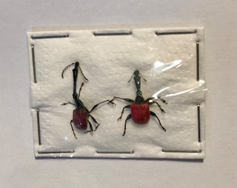 OVERSTOCK: Giraffe Weevils, Trachelophorus giraffa PAIRS