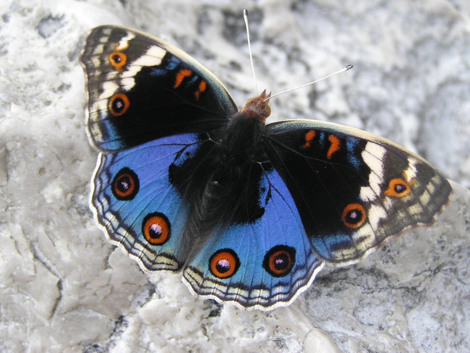 Blue Pansy Butterfly Junonia orithya spread for your project | Etsy