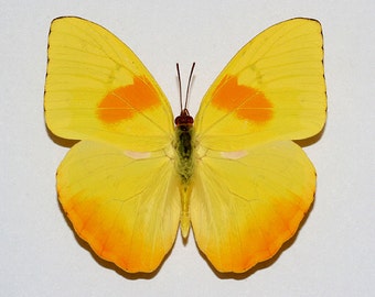 Real Phoebis philea "Orange-barred Sulphur" Butterfly, spread for your project or laminated or unmounted