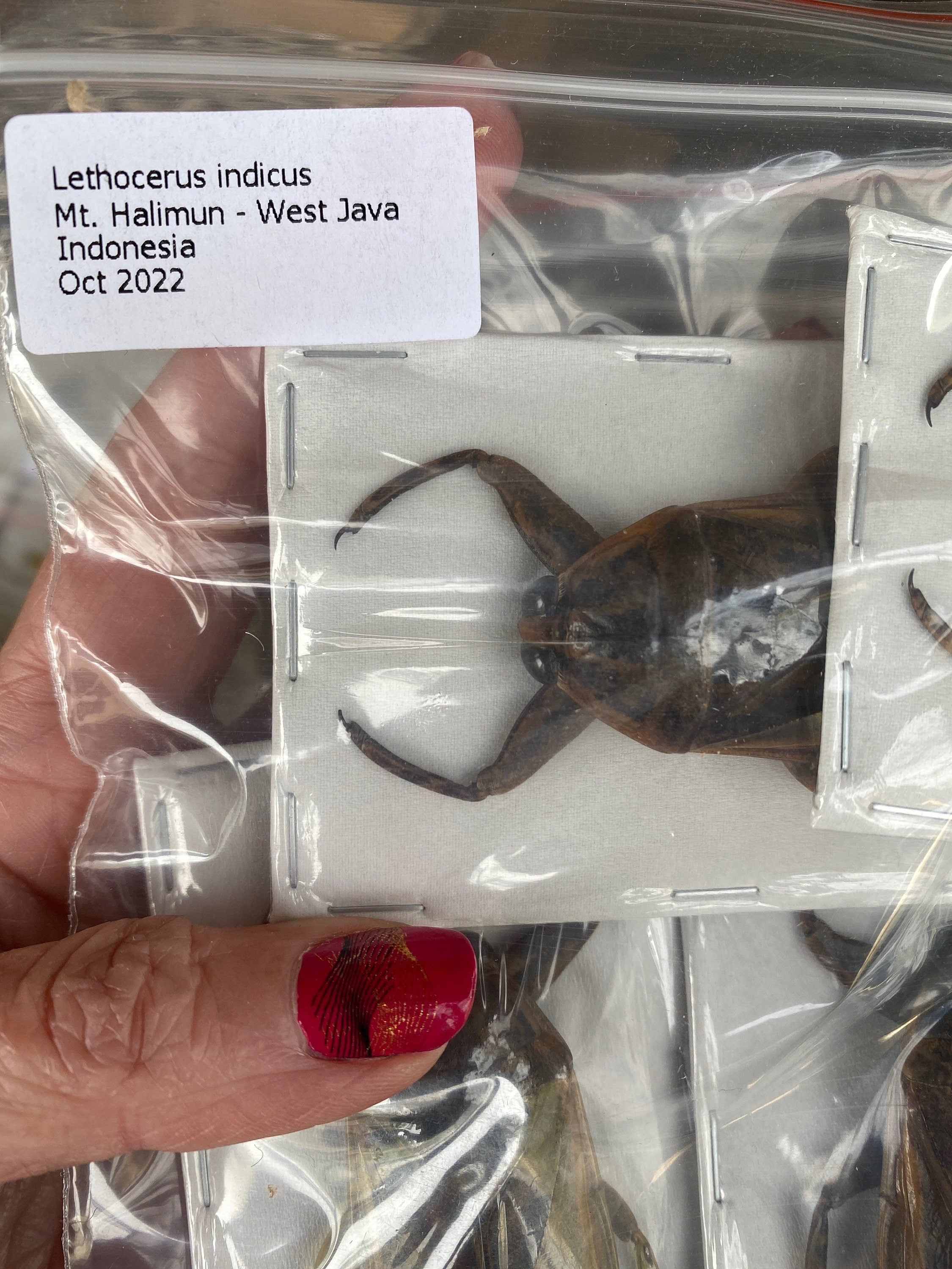 Giant Water Bug (Lethocerus Indicus) In Sumatera Indonesia - Foto 3