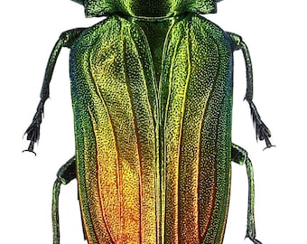 OVERSTOCK: Fiery Jewel Beetle, Belionota sumptuosa Real