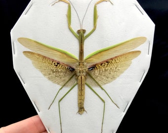 Large Dry Leaf Mantis, Tenodera aridifolia