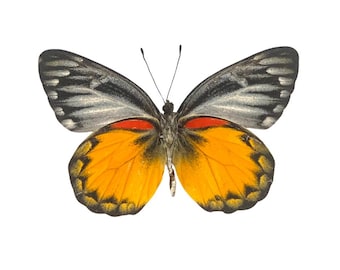 Real Delias oraia "Jezebel" Butterfly, spread for your project or laminated or unmounted