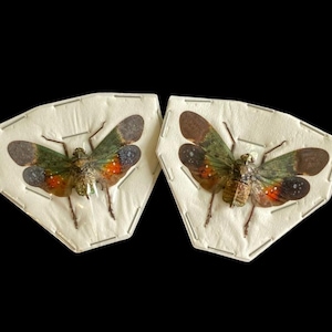 OVERSTOCK: spread Penthicodes farinosa peleng, Lanternflies 2-pack