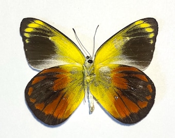 Real Delias caeneus Butterfly, A-,  for your project