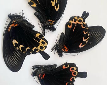 Papilio deiphobus, A- Quality, Real Butterfly, spread for your project or laminated or unmounted