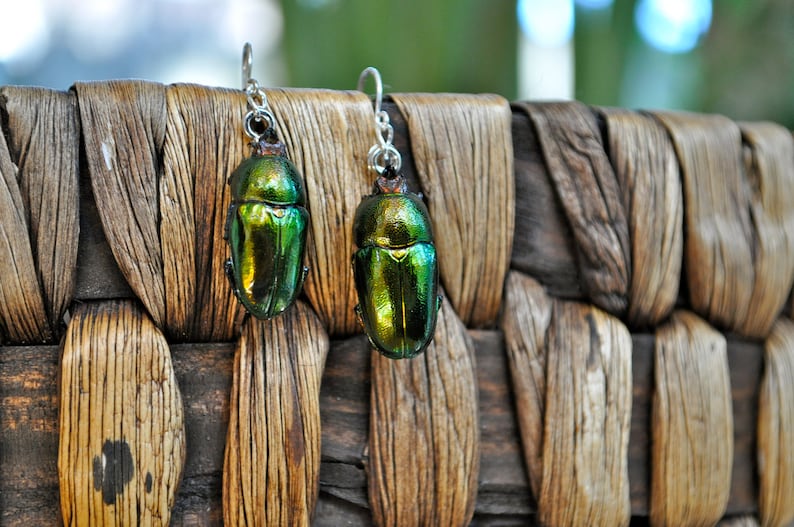 Floating Real Stag Beetle Earrings Green & Rust Moonrise Kingdom Movie image 2