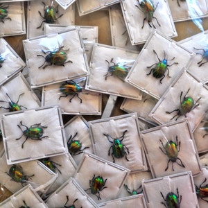 Real Tiny Metallic Green Beetles, Platycorynus nitidus, 5 pack image 1