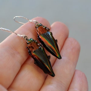 Floating Real Jewel Beetle Earrings, Cyphogastra javanica, similar to Moonrise Kingdom image 3