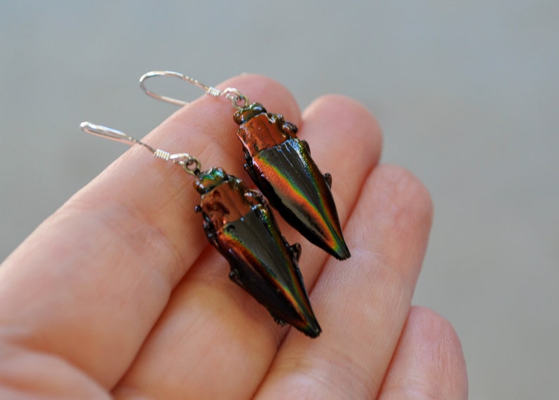 Floating Real Jewel Beetle Earrings, Cyphogastra javanica, similar to Moonrise Kingdom image 3