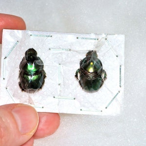 OVERSTOCK: Real Green Dung Beetle Pair, Onthophagus mouhoti Bild 4