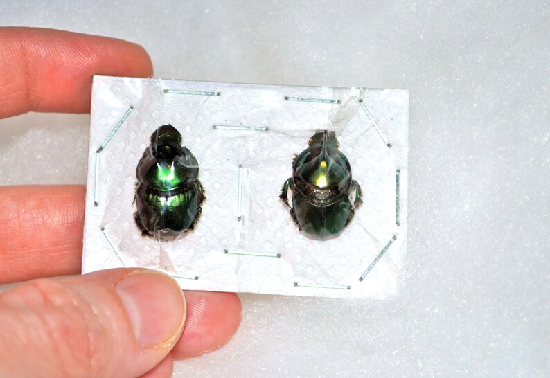 OVERSTOCK: Real Green Dung Beetle Pair, Onthophagus mouhoti Bild 4