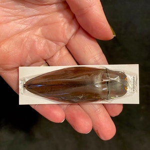 Giant Click Beetles, Oxynopterus auduoin, Real Dried Beetle Insect Unmounted image 3