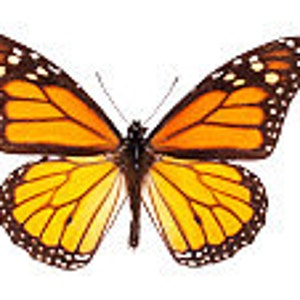May include: A Monarch butterfly with orange and black wings, and white spots along the edges. The butterfly's body is black with white markings. The wings are open, displaying the intricate patterns and colors. The background is plain white.