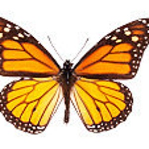 Real Monarch Butterfly, for your project Danaus plexippus