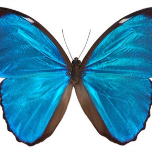 May include: A vibrant blue butterfly with iridescent wings, showcasing a spectrum of turquoise hues. The butterfly's wings have a dark brown border and a delicate pattern. The insect is set against a clean white background.