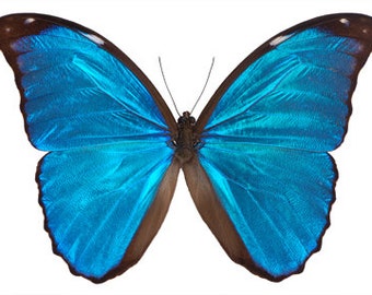 Real Blue Morpho Butterfly, Morpho didius