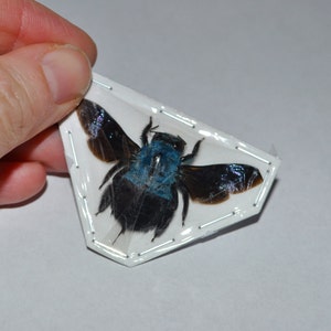 Blue Carpenter Bees, Xylocopa caerulea from Java  Real Dried Insects