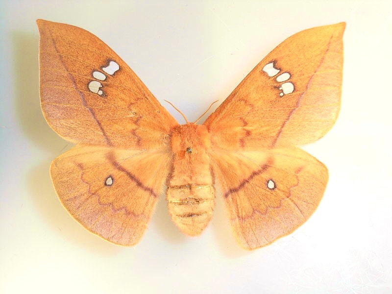クリキュラ(Cricula Trifenestrata) 作品 美術品 アート Cricula Silk Moth, Cricula trifenestrata, for your project
