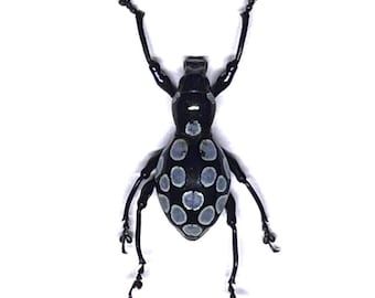 Jewel Weevil, Pachyrrhynchus congestus robustus, Real Dried Beetle Insect Unmounted