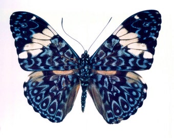 Real Hamadryas amphinome, "Red Cracker" Butterfly, spread for your project or laminated or unmounted